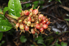 Alpinia fax